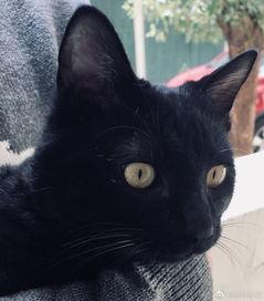 猫变成人的视频